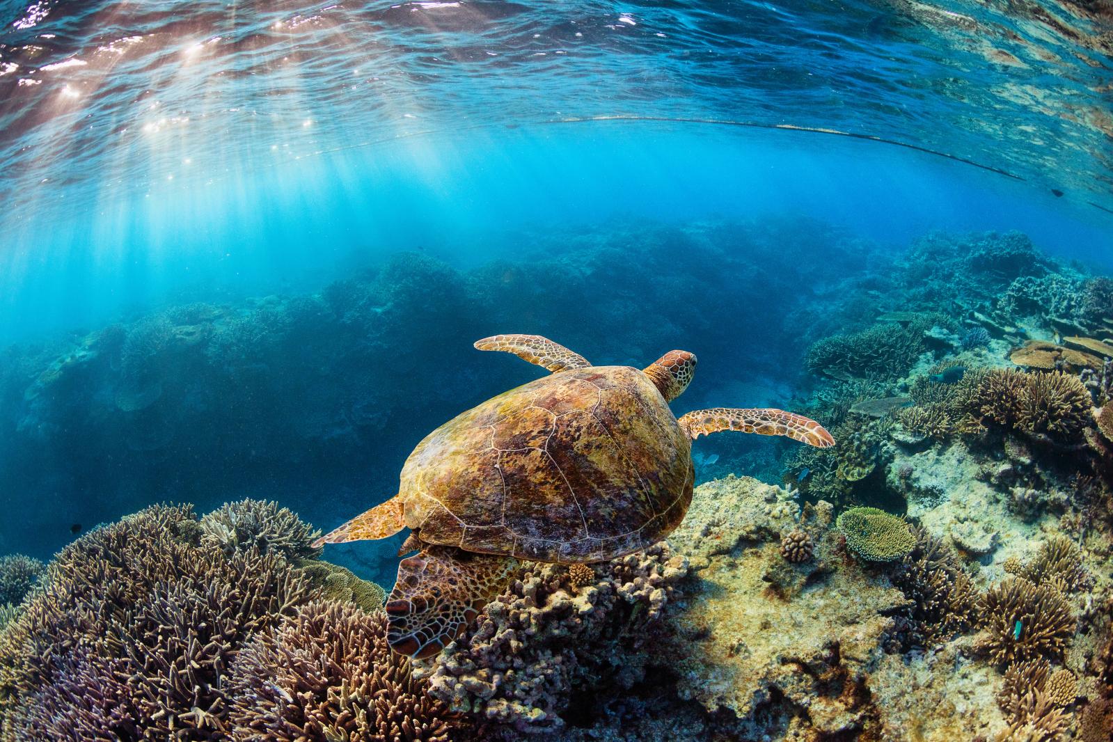 Turtle Underwater