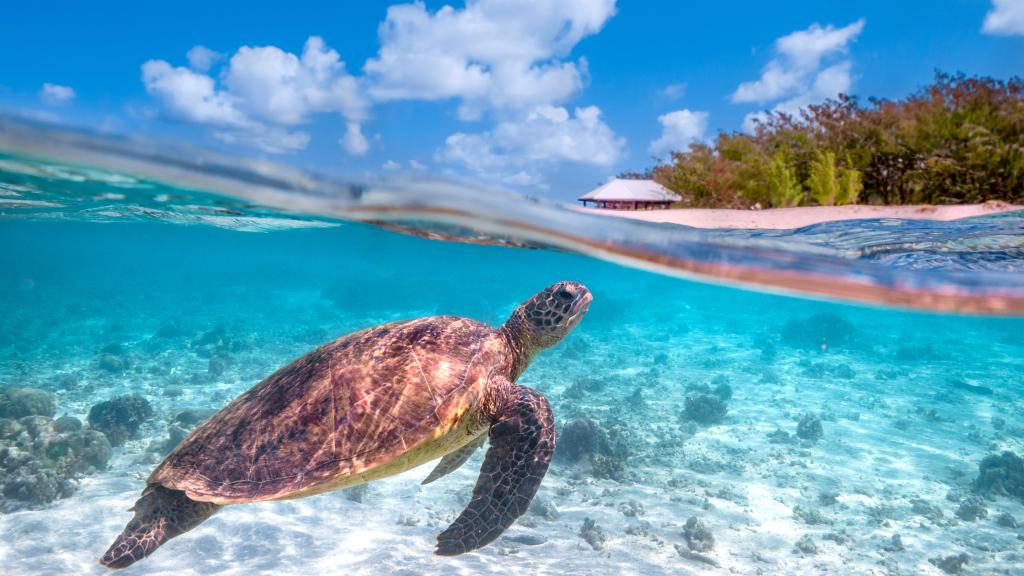 Heron Island Turtle 3