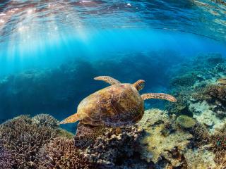 Turtle Underwater