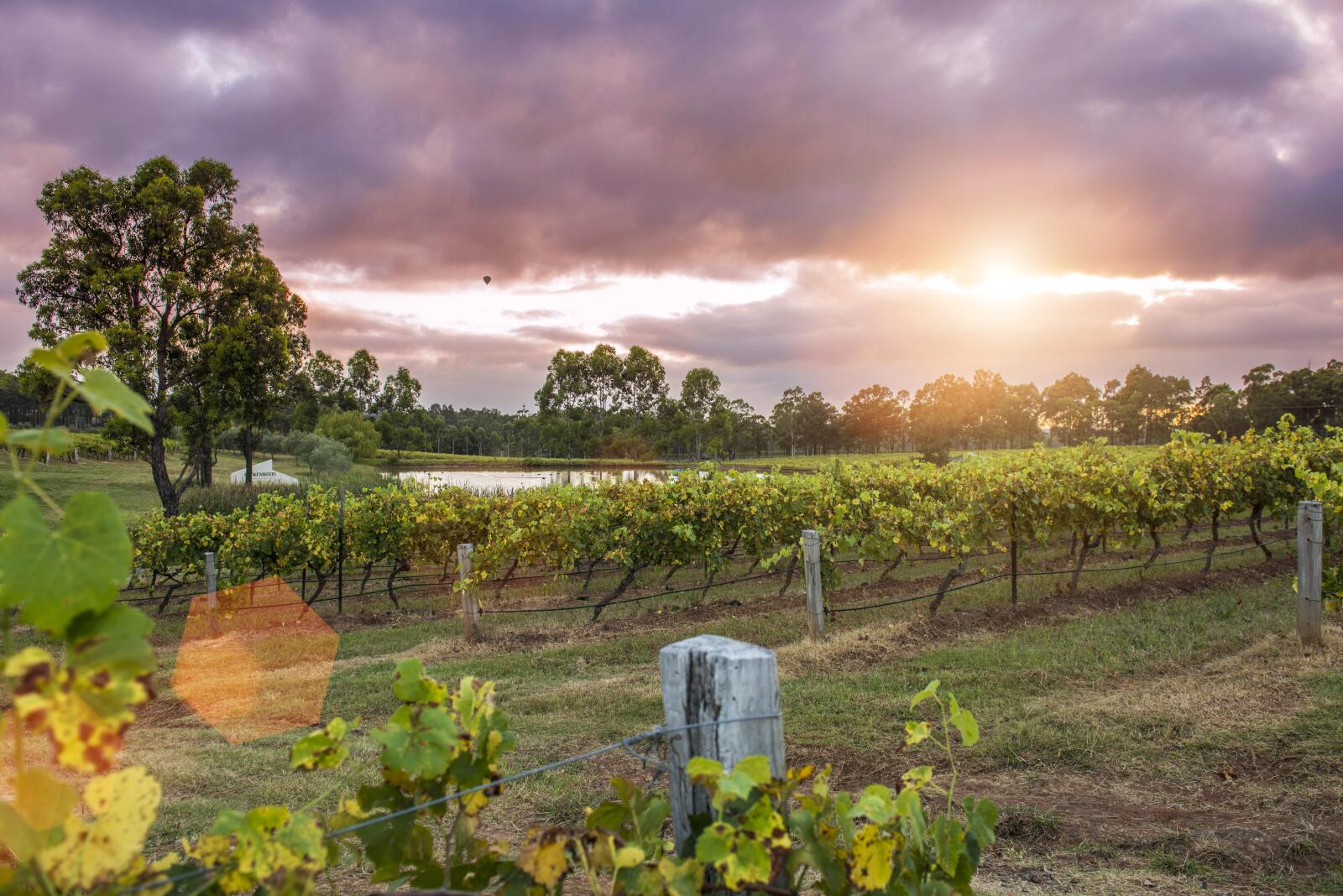 Vineyards at Dusk