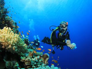 Blog - Generic - Diving