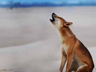Howling Dingo