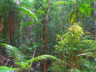 Rainforest - Pile Valley