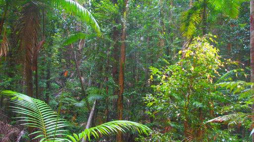 Rainforest - Pile Valley