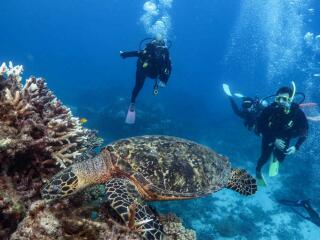 Scuba Diving