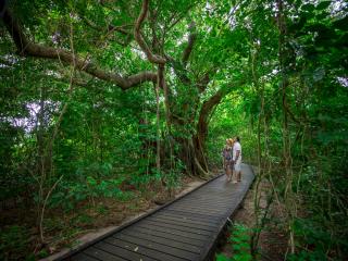 Rainforest Walk