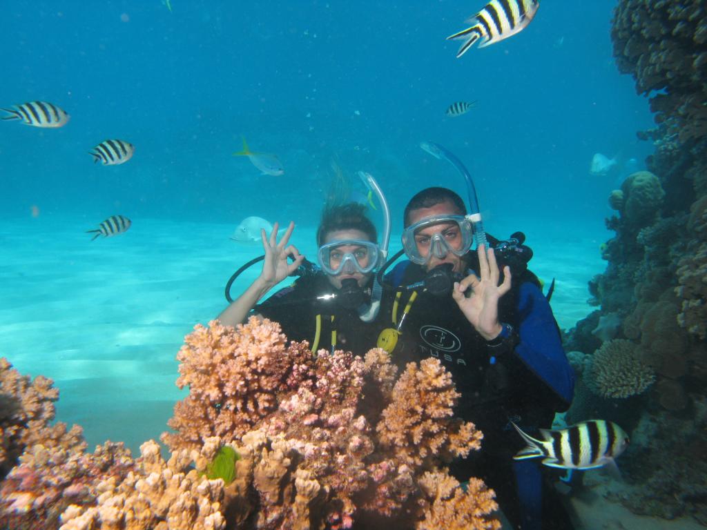 diving tours hamilton island