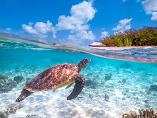 Heron Island Turtle 3