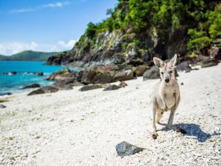 Wallaby on the Beach - Daydream Island Resort