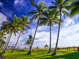 Palm Trees