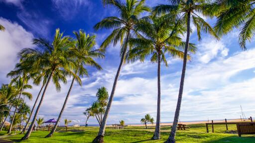 Palm Trees