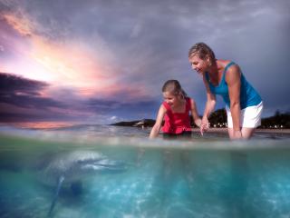 Dolphin Feeding