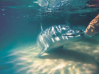 Dolphin Feeding