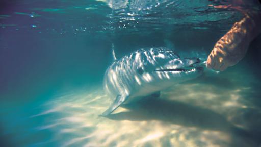 Dolphin Feeding