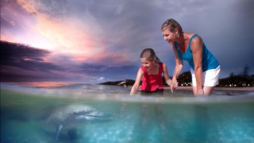 Dolphin Feeding