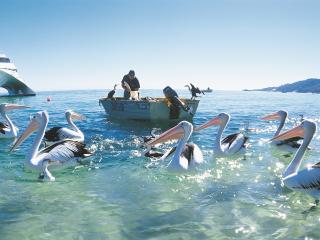 Pelican Feeding