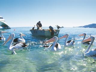 Pelican Feeding