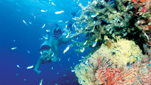 Great Barrier Reef Adventure