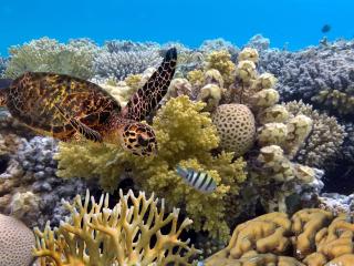 Great Barrier Reef Turtle