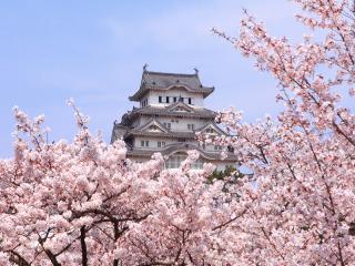 Himeji Castle And Cherry Blossoms, Japan