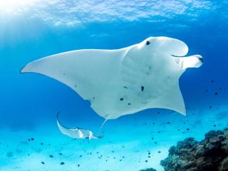 Mantaray