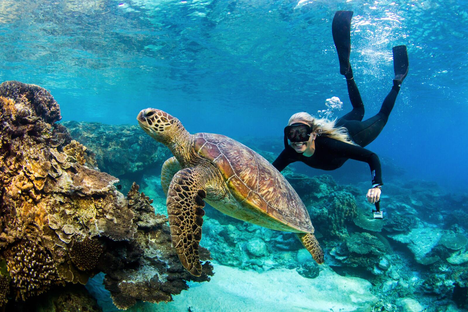 Snorkelling with Turtle