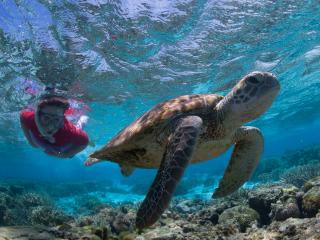 Snorkel with Turtles