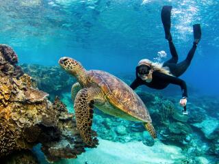 Snorkelling with Turtle