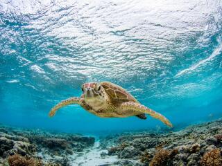 Turtle