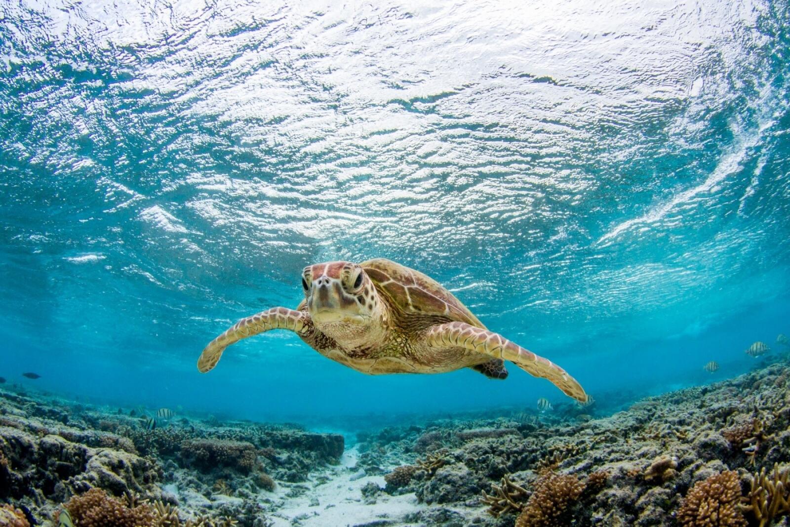 Turtle
