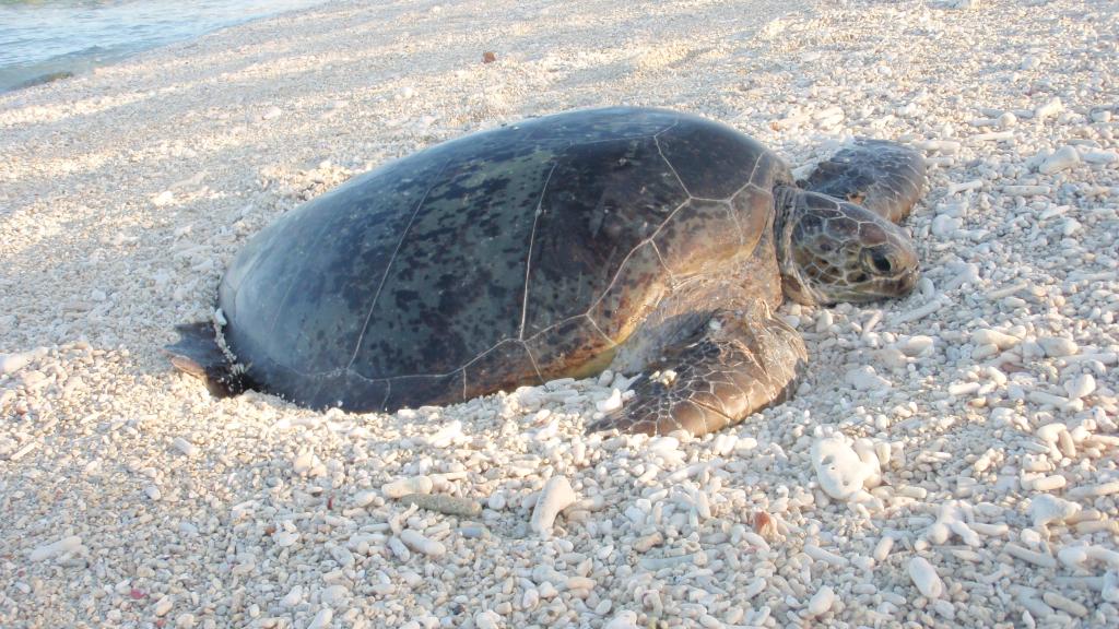 Turtle