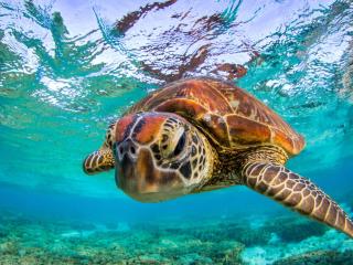 Lady Elliot Island Turtle