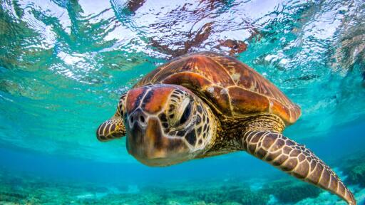 Lady Elliot Island Turtle