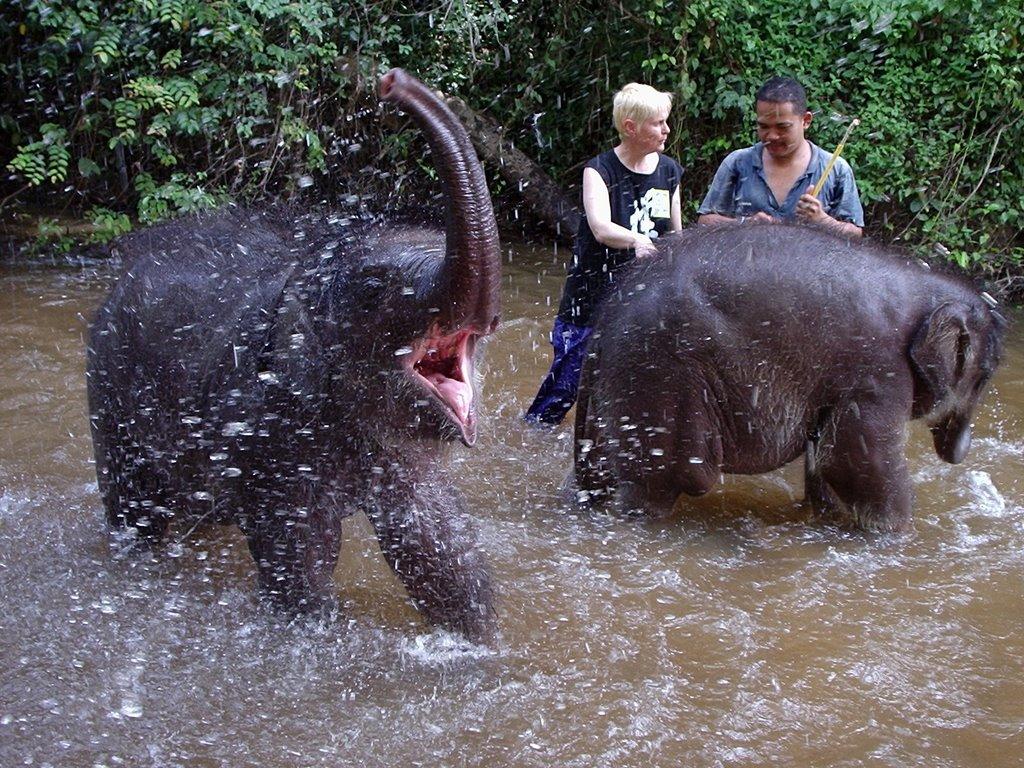 elephant tour malaysia