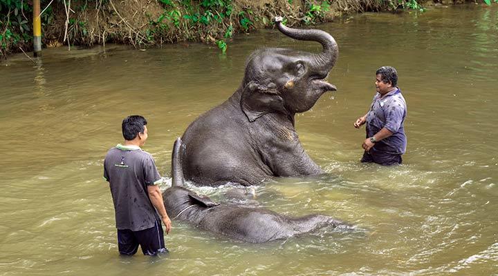 Full Day Elephant Sanctuary Tour, Kuala Lumpur