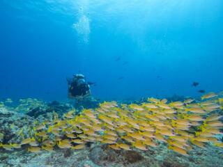 Scuba Diving