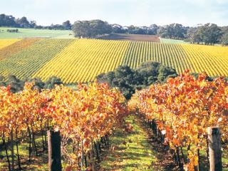 Victoria Region - Mornington Peninsula Winery