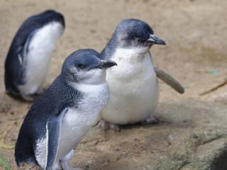 Victoria Region - Phillip Island, Fairy Penguins