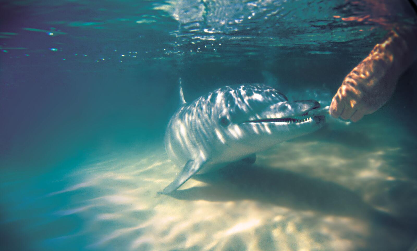 Dolphin Feeding