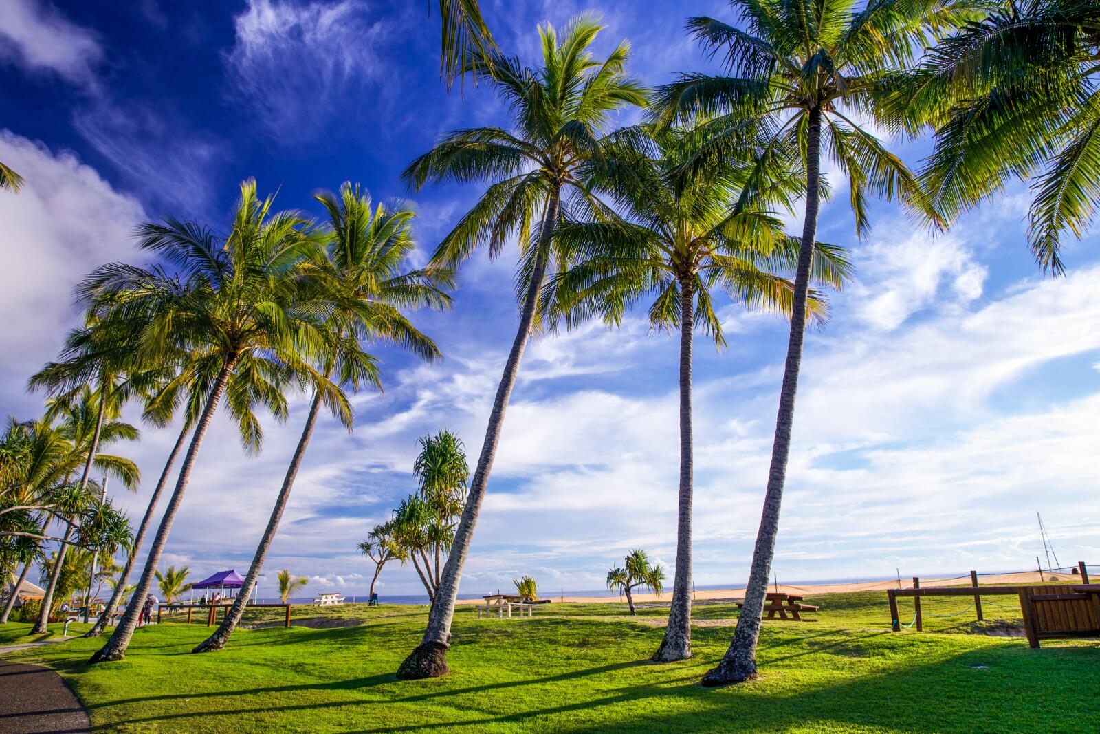 Palm Trees