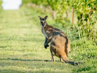 Hunter Valley Kangaroo