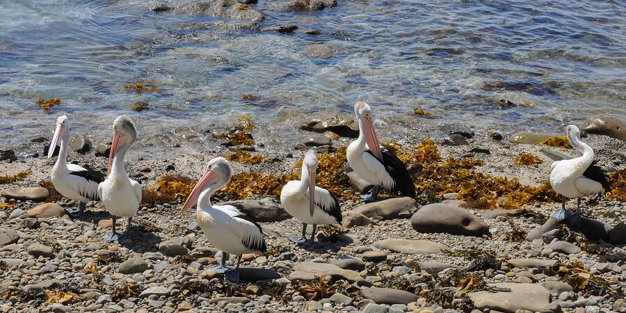 Gerringong Pelicans