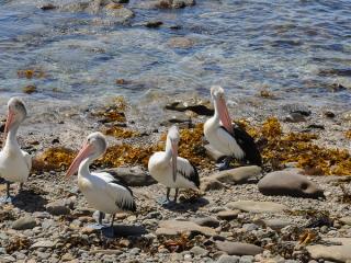 Gerringong Pelicans
