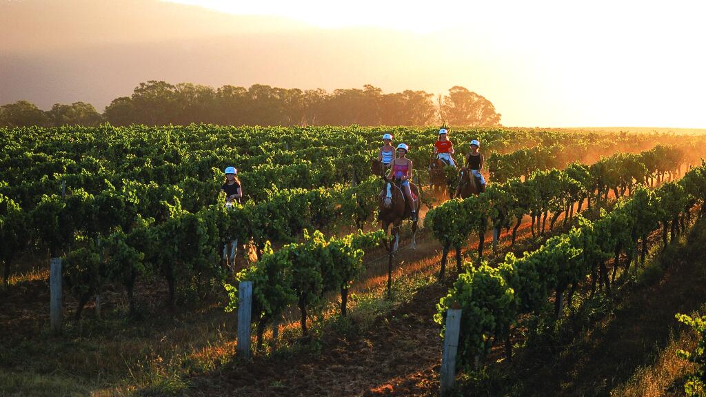 Horse Riding in the Vineyards
