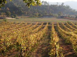 The Sebel Kirkton Park Vineyard