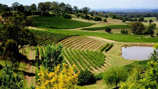 Hunter Valley vineyard