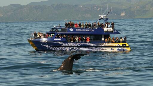 Whale Watch Cruise