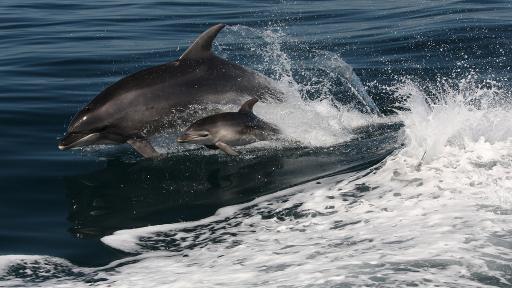 Dolphin & Calf
