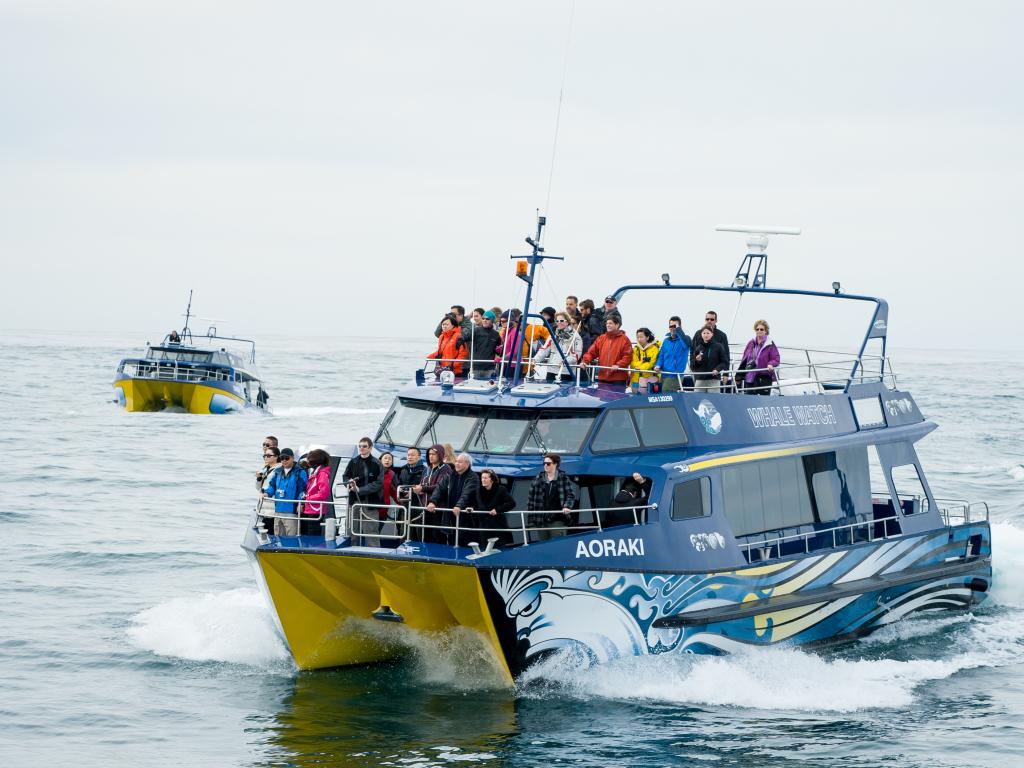 Irresti: Kaikoura Whale Watching