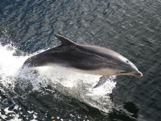 Doubtful Sound Wilderness Cruise